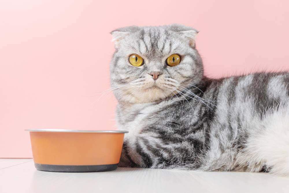 Что нельзя давать кошкам: продукты, которые могут навредить питомцу