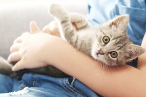 Как вывести блох у котенка?