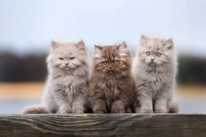 Рахит у котят: причины, симптомы и способы лечения