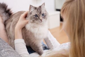 Как отучить кошку драть обои?