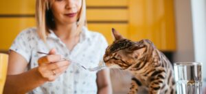 Сколько раз в день кормить кошку: оптимальный режим питания для здоровья питомца