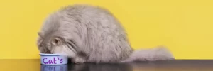 Корма Аллева с олениной. Вкус и польза