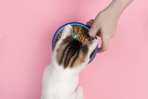 Сколько раз в день кормить кошку: оптимальный режим питания для здоровья питомца