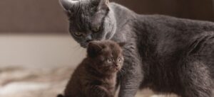 Как узнать, сколько лет кошке: практическое руководство для владельцев