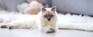 Топ беззерновых кормов Аллева