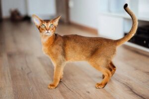 Почему корма Аллева подходят для долгосрочного кормления?